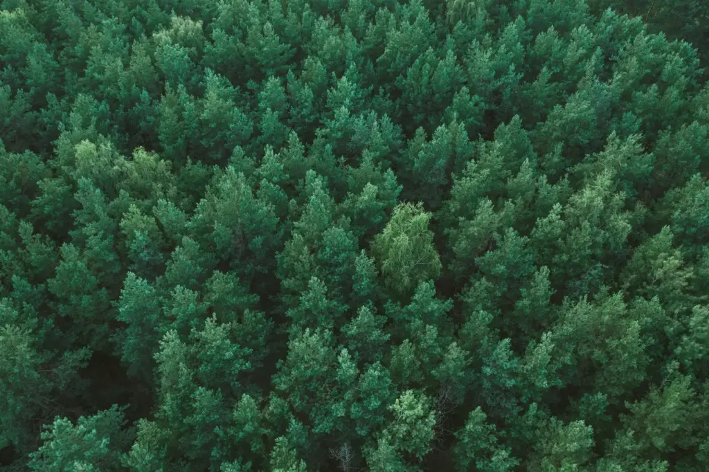 forest background
