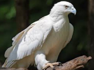 white eagle
