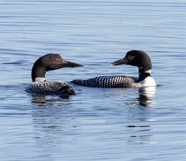 Miok Salz Bird and Nature Guiding