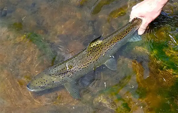 CNYFlyfish