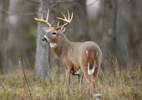 Coup de grace deer tracking